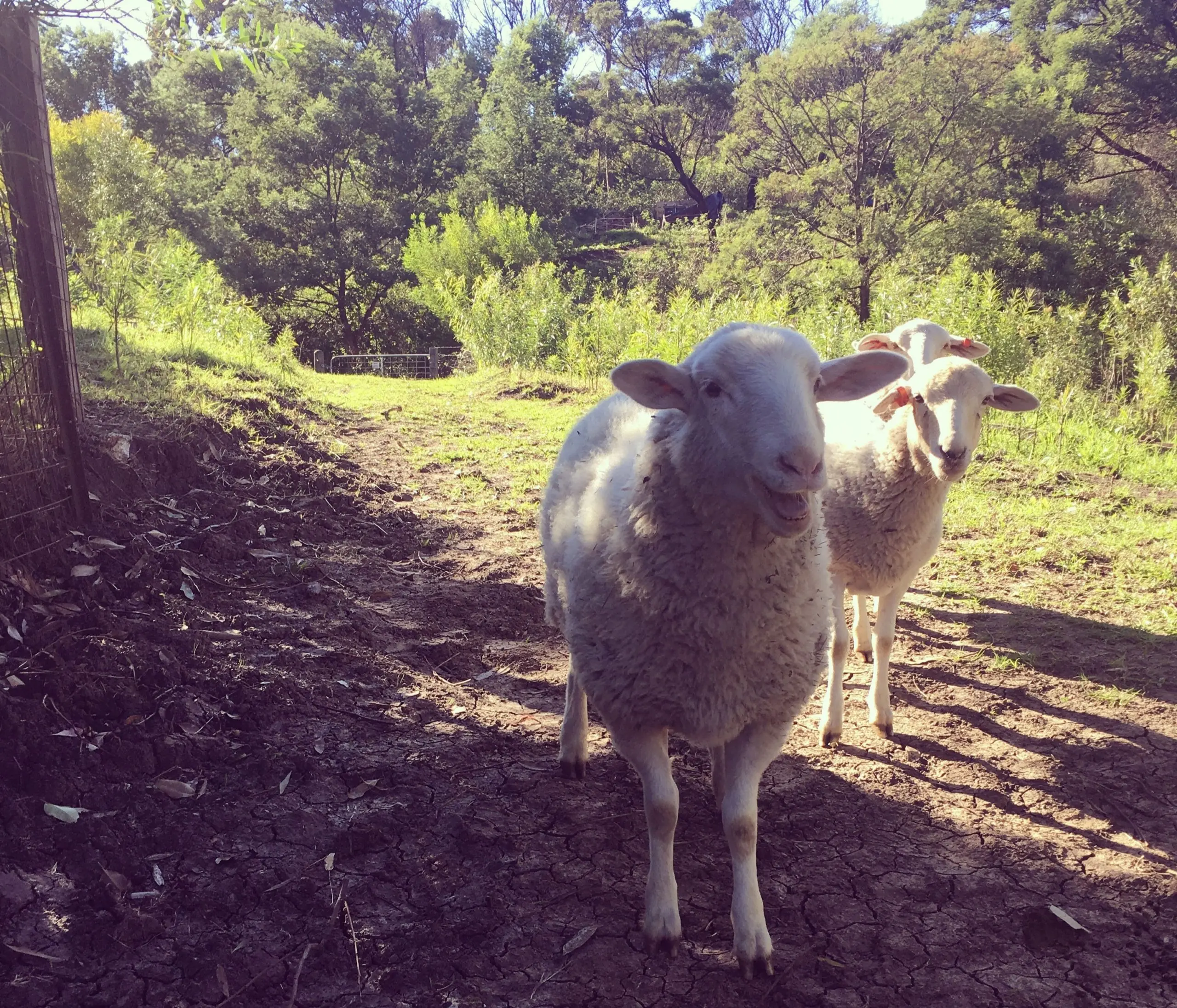 Farm animals at Green Connect