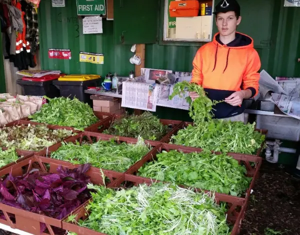 Wollongong veg box chemical free local