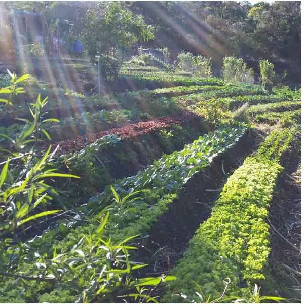 Grow-chemical-free-vegetables