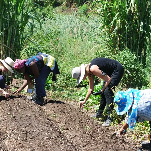 volunteer-green-connect-illawarra