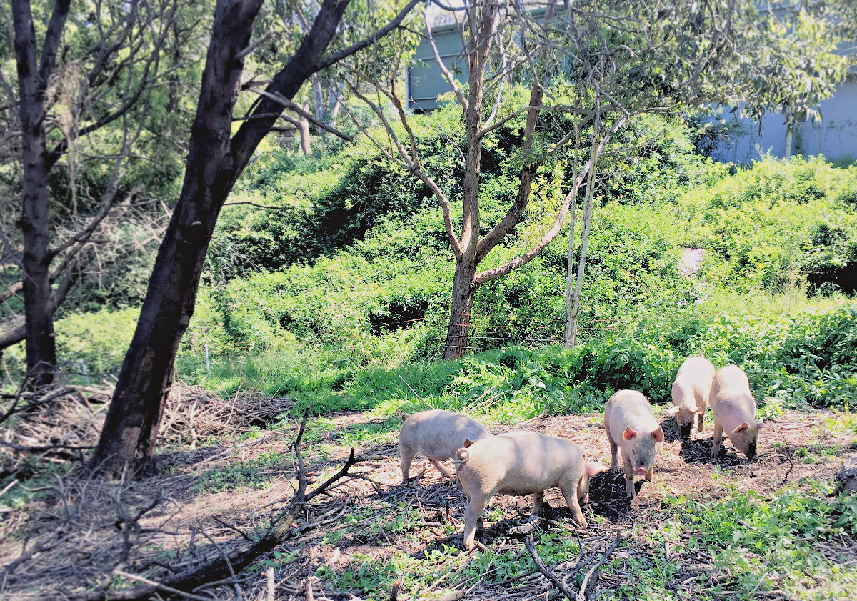Green Connect free-range pigs roting around on the farm