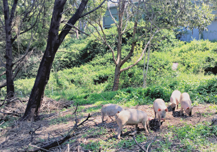 Green Connect free rage pigs roting around in the woods