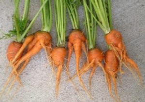 Crooked organic carrots from farm