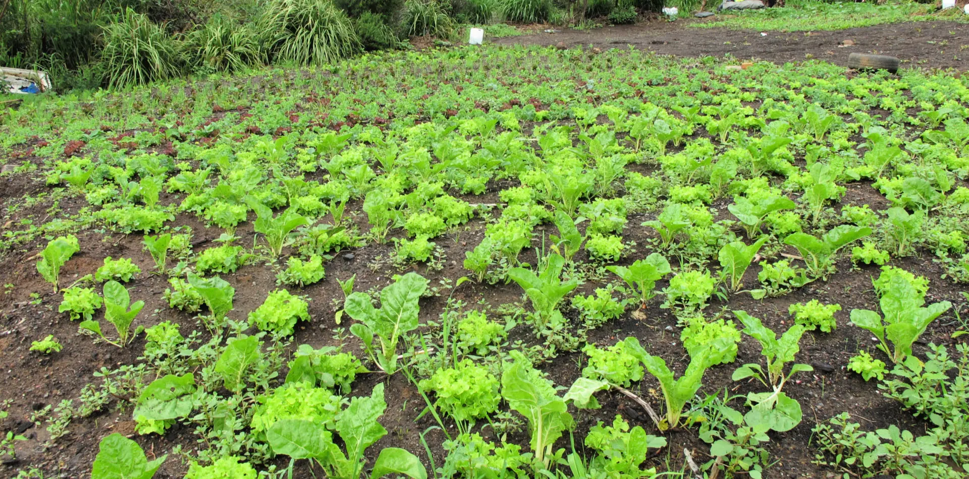Leafy greens at Green Connect farm