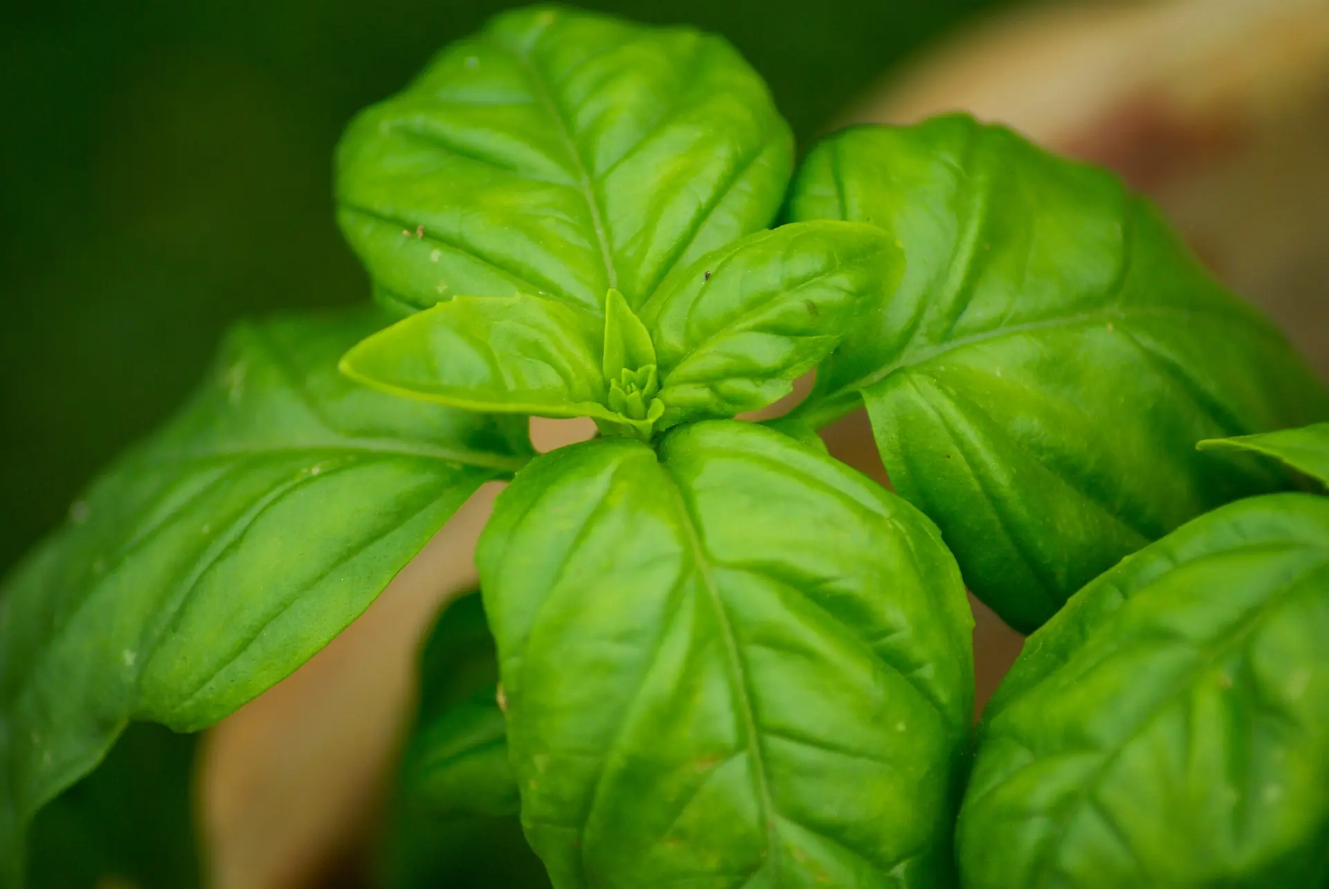 Basil Leaves