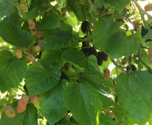 Green Connect Mulberry Tree