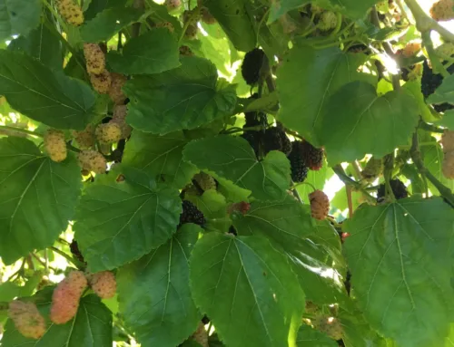 Mulberry Leaf