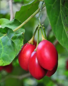 Tamarillo Green Connect 