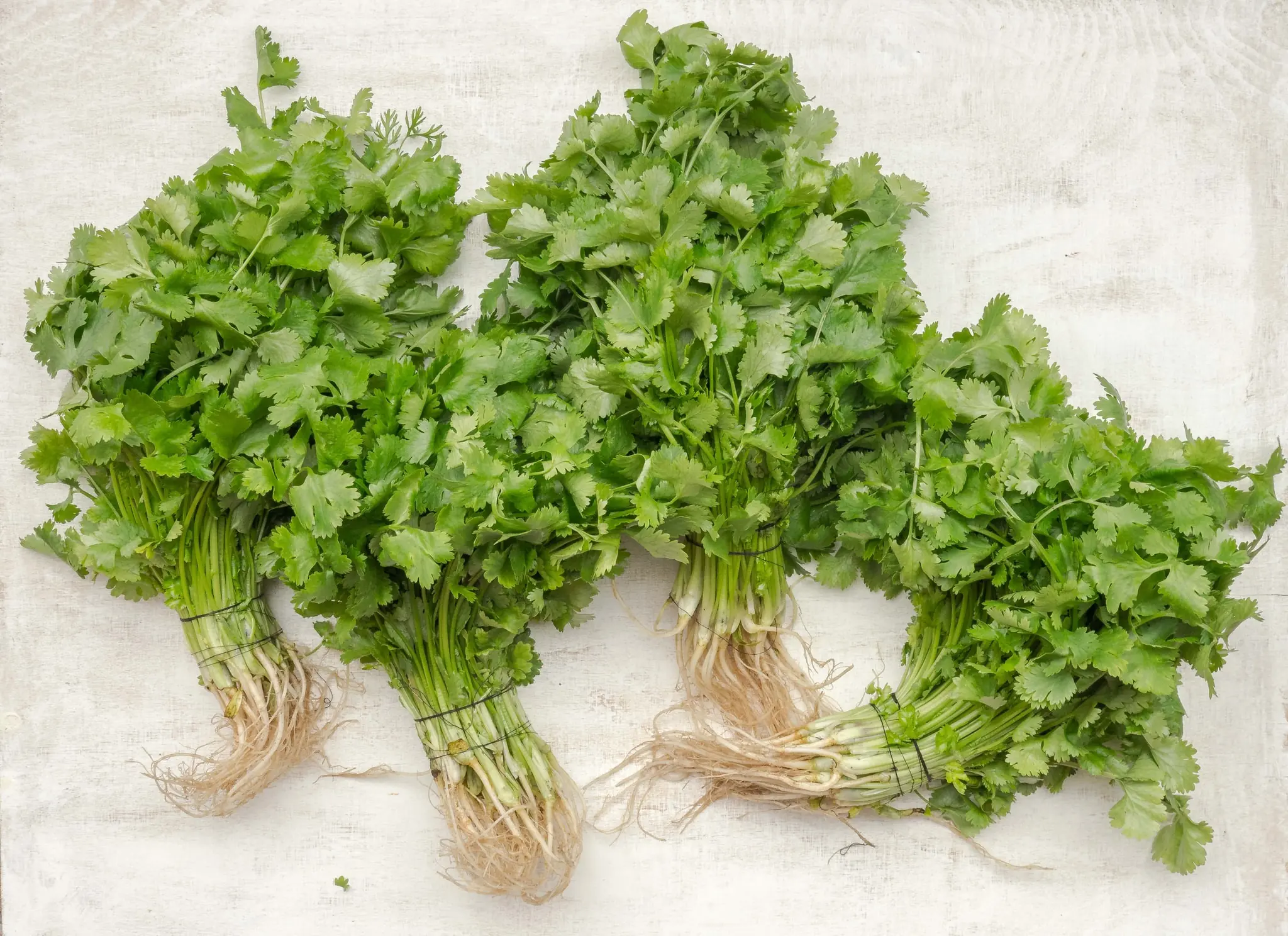 parsley