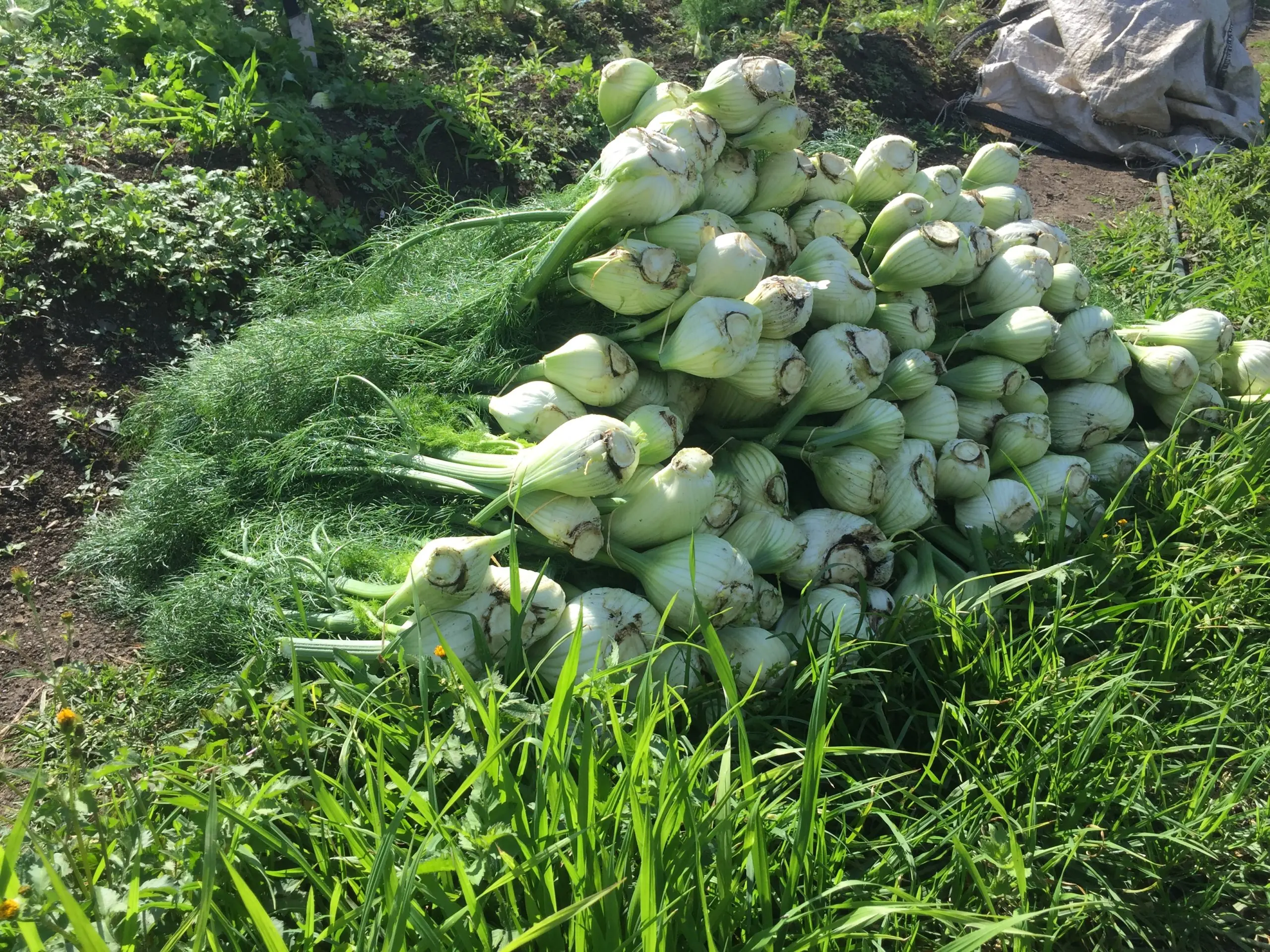 fennel pile