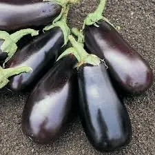 eggplant