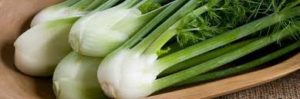 florence fennel