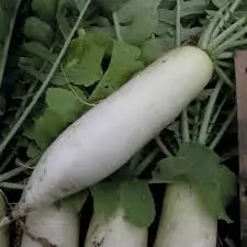 daikon