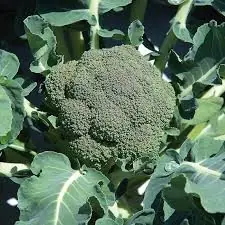 broccoli floret