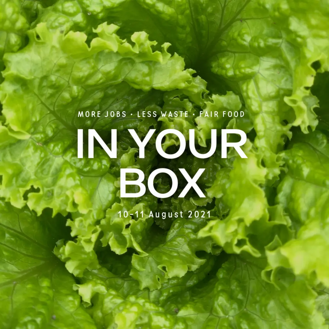 lettuce cover photo for 10-11 August