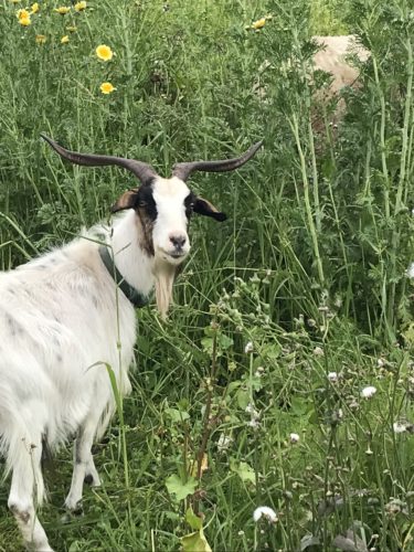 Goat in overgrown garden bed