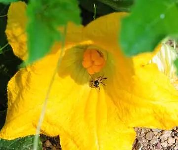 Bee on zucchini flower
