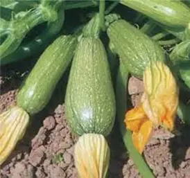 Grey zucchinis with flower on plant