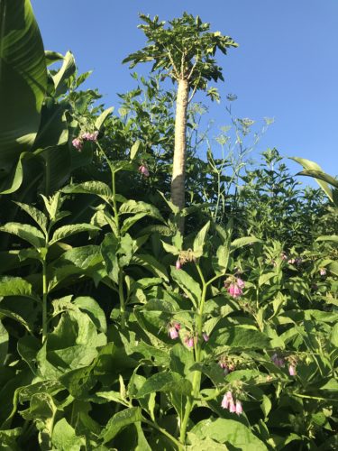 Comfrey in foreground, looking up towards papaya tree on hill