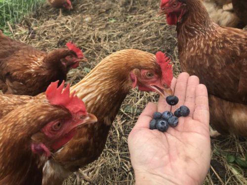 Brown chicken eating blueberries from someone's hand