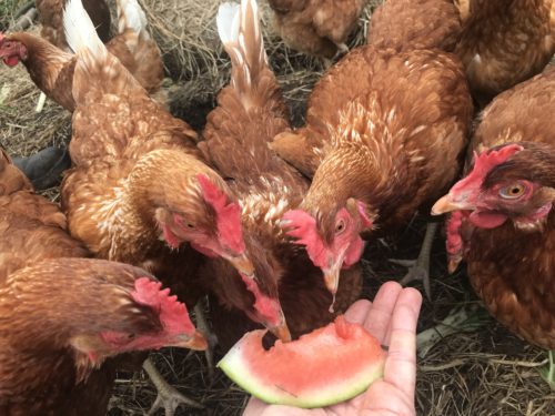 Brown hens eaging watermelong slice from someone's hand