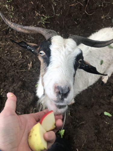 White and black goat with big horns eating apple