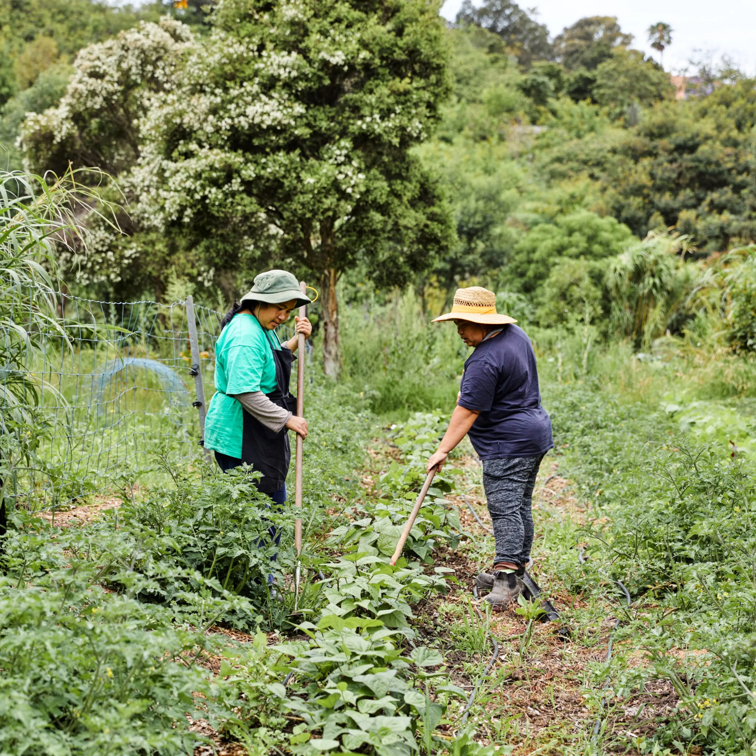 PlehMeh and SuMeh weeding on farm
