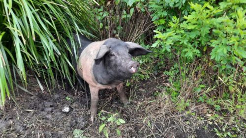 Black and pink pig standing with back legs in bushes and greenery and front legs on mud