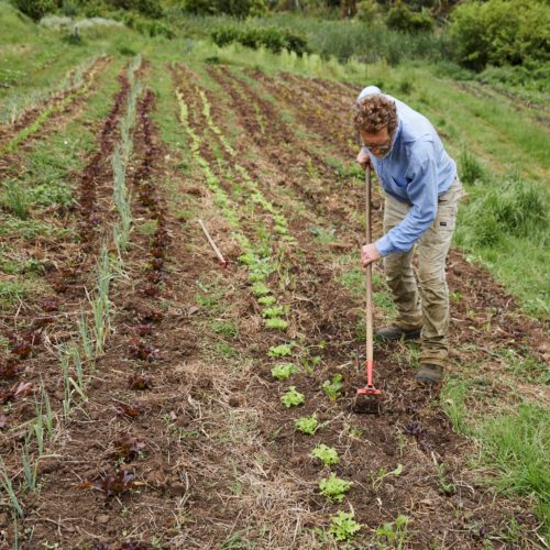 Man hoeing in market garden with long rows or different veggie seedlings