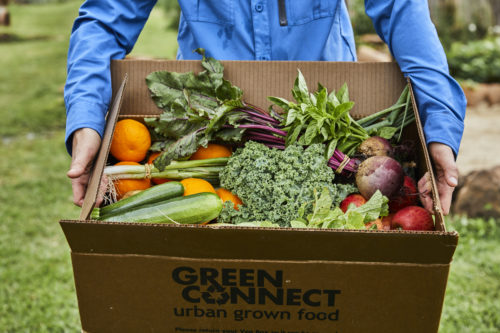 Someone with a blue long-sleeve shirt (no face visible) holding a Green Connect veg box filled with an assortment of fresh and colourful veggies and fruit, including broccoli, zucchinis, beetroots, mandarins, apples and more