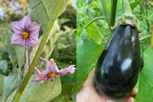 Purple flowers on eggplant plant and dark purple eggplant growing on plant