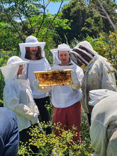 4 people in full beekeeping suits and face covers looking at a full frame from a hive