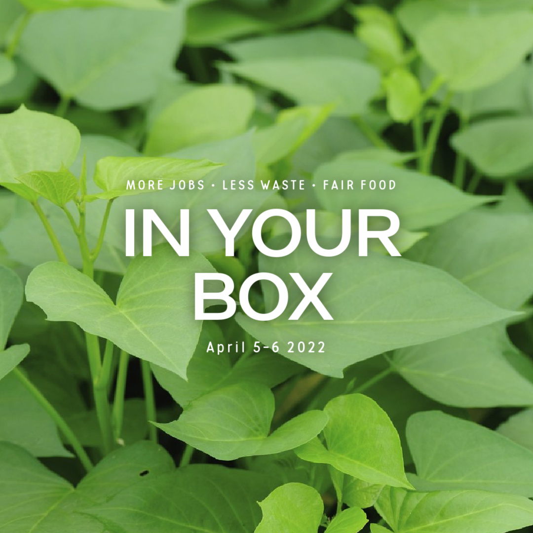 Cover photo with 'In Your Box 5-6 April 2022' written and close up of sweet potato leaves in background