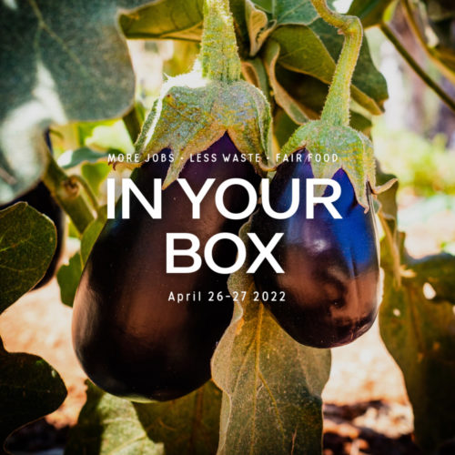 Cover photo with 'In Your Box', '19-20 April 26-27' written in the center and eggplants hanging on plant in background