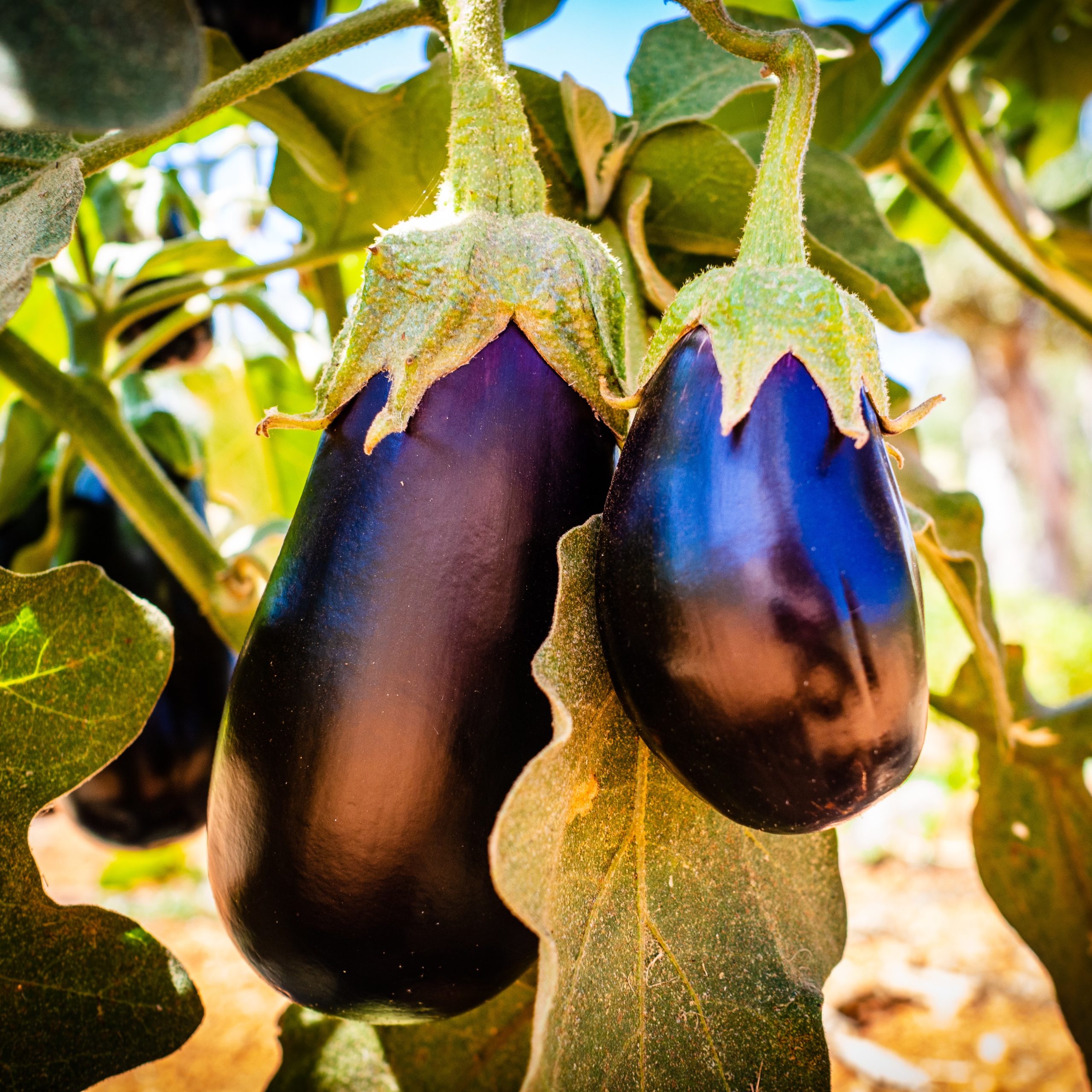 Close-up of two purplne eggplants growing on a vine