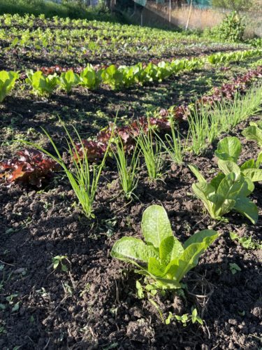 Soil with rows of young cos lettuce, spring onion and red oak lettuce