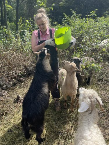 Woman with hair pulled back, holding green bucket and feeding 3 goats. Black goat is jumping up on her trying to get the food