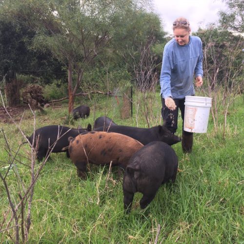 Woman in blue long-sleeve shirt holding white bucket is scooping food out of bucket and dropping it to 5 pigs, 4 black and 1 brown. Pigs are on grass with trees in background