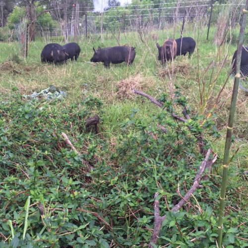 4 black pigs in background with invasive honeysuckle in foreground