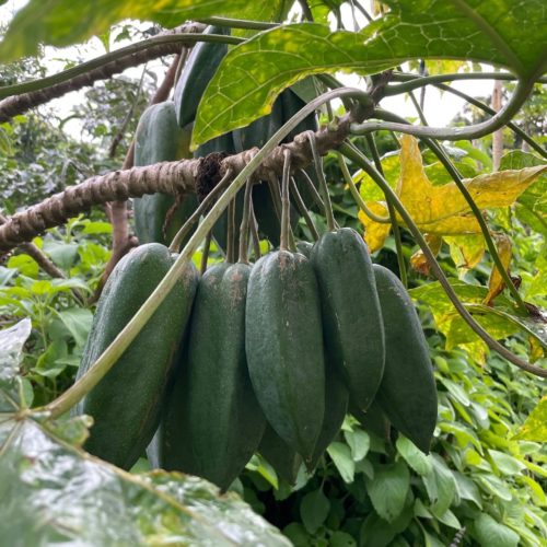 Long, green, torpedo-shaped babaco or champagne fruit hanging from a tree