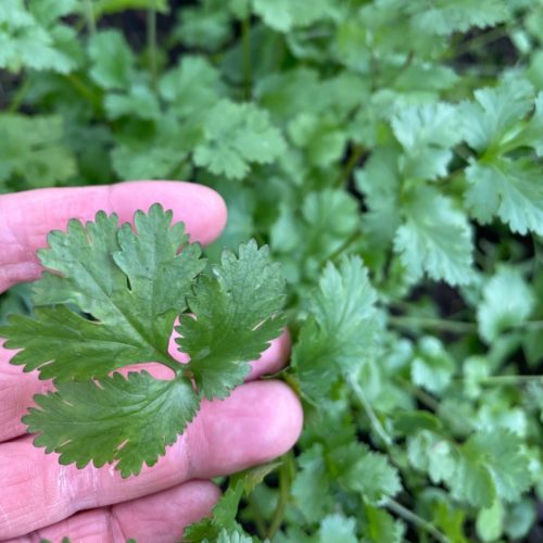 hand picking coriander with lots of coriander growing in the background