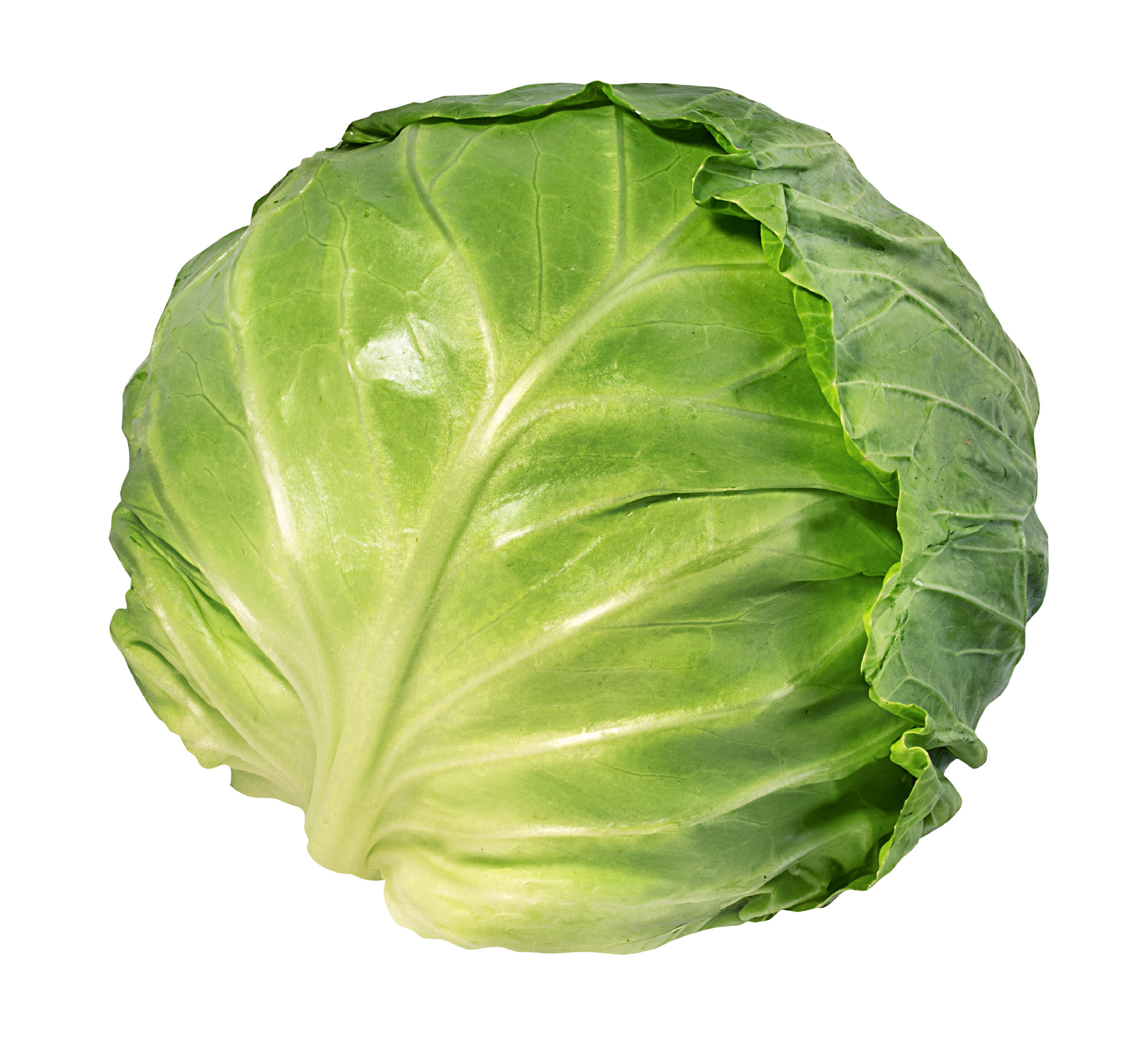 head of green cabbage on white background