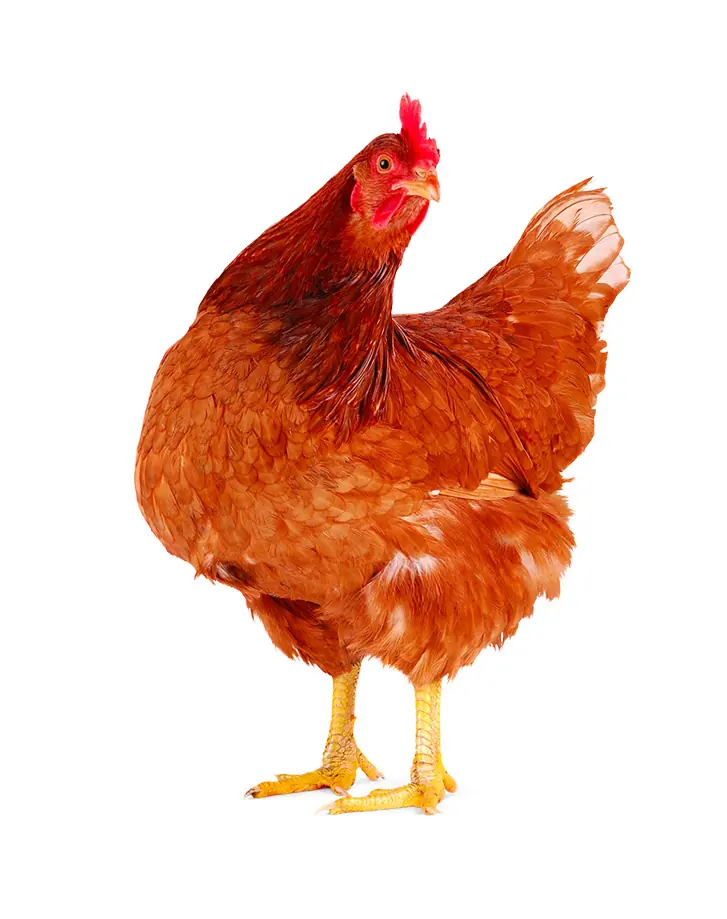 chickenbg2