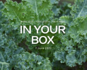 Cover photo with 'In Your Box', '7 June 2022' written in the center and kale plant in background