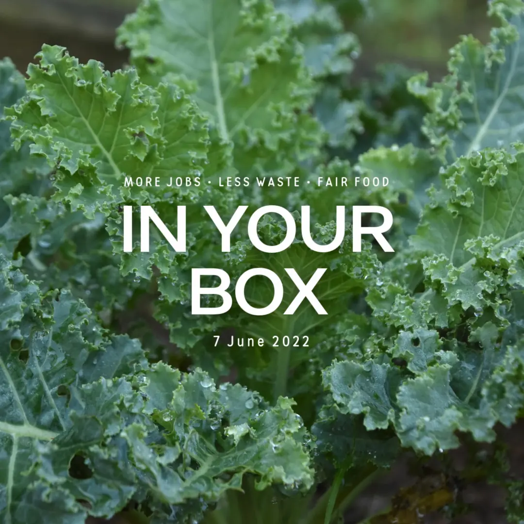 Cover photo with 'In Your Box', '7 June 2022' written in the center and kale plant in background