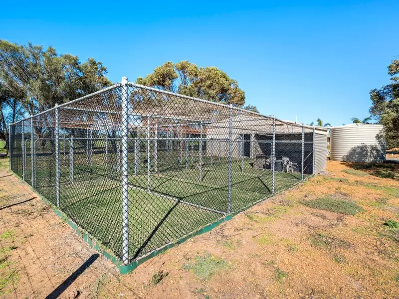 Bog digging and girl with a green watering can gardening in a raised vegetable garden bed