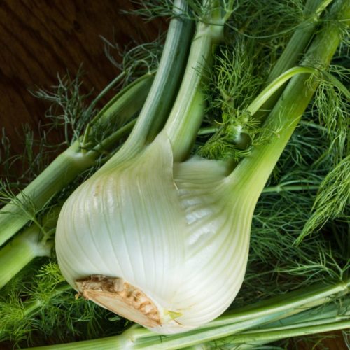 large white fennel bulb and stalks, sitting on bed of green fennel stalks and leaves