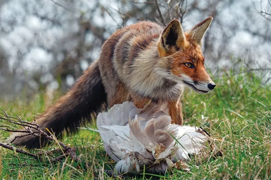 Family playing frisbee together with a dog on a beautiful green lawn in their backyard