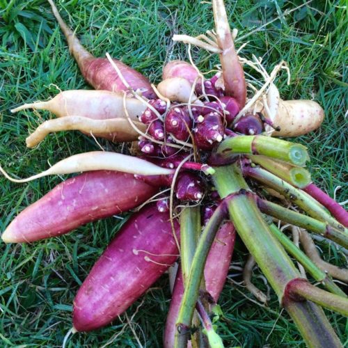 purple yacon tubers, still attached to plant, grass in the background