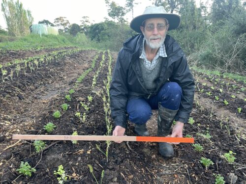 Rod with measuring stick on garden bed